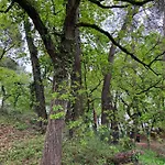 En Foret *